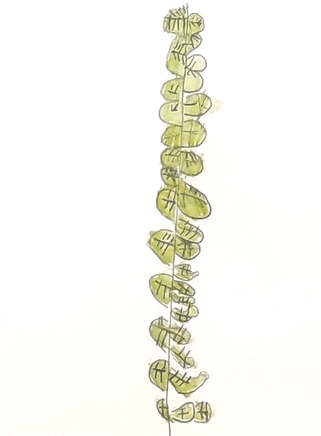 Dibujo de una rama de acacia realizado por un niño de 4 años, alumno del Centro Educativo Gençana