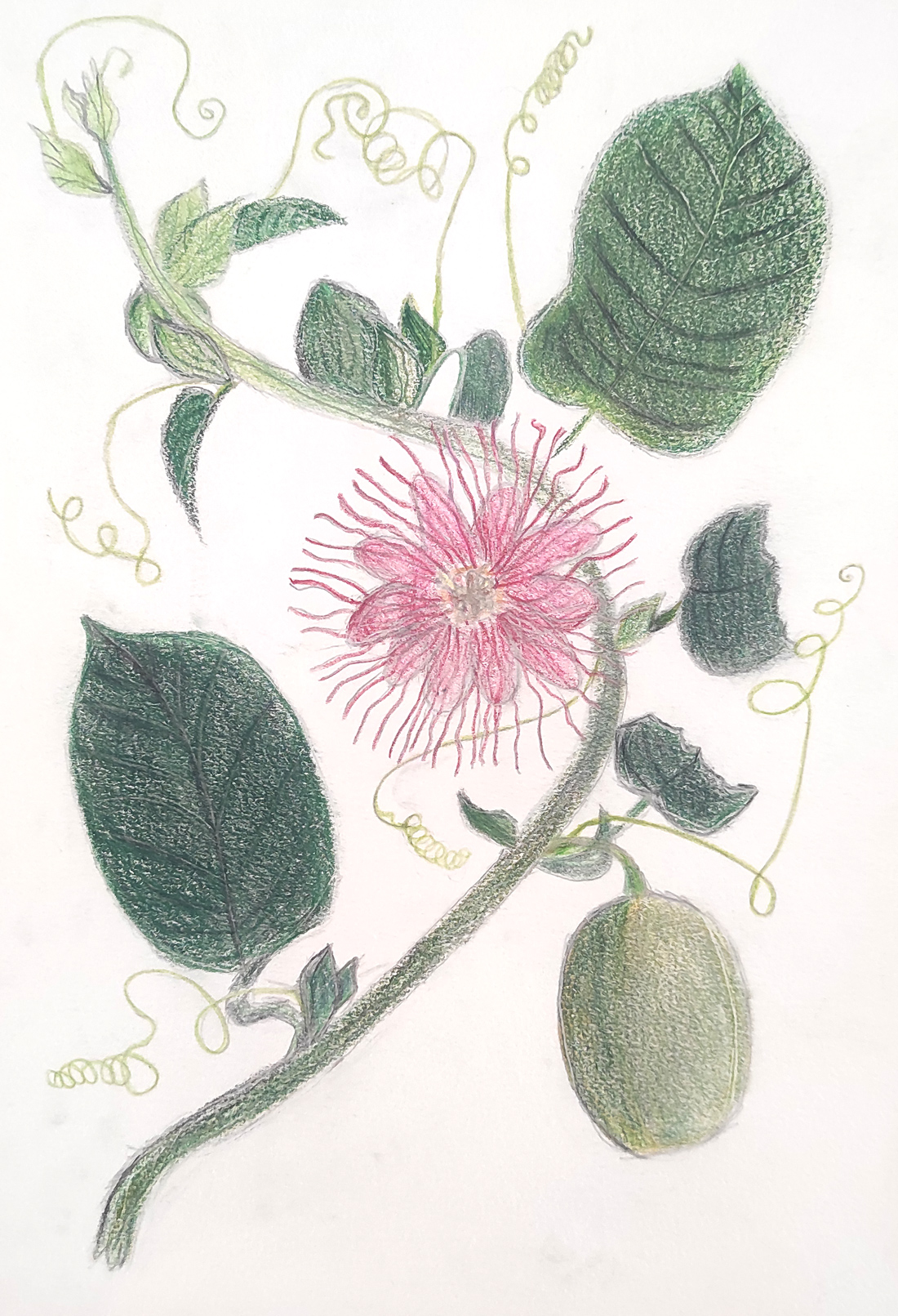 Dibujo de una Passiflora quadranquaris realizado por un alumno de 2º Educación Secundaria del Centro Educativo Gençana